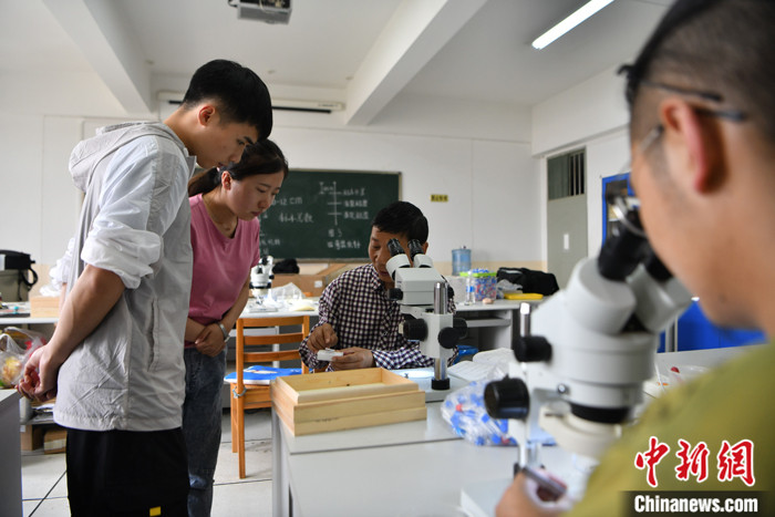 图为5月12日，徐正会在位于云南昆明的实验室指导学生。 中新社记者 刘冉阳 摄