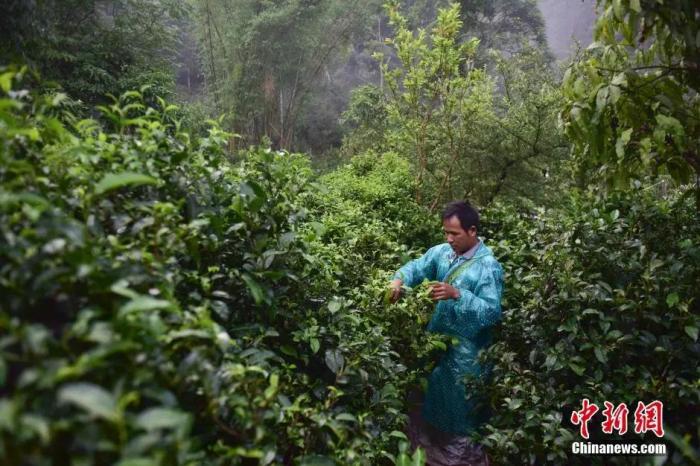 云南普洱景迈山古茶园，布朗族民众在采茶。中新社记者 刘冉阳 摄