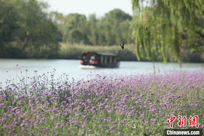 杭州西溪湿地紫色花海。　西溪湿地供图