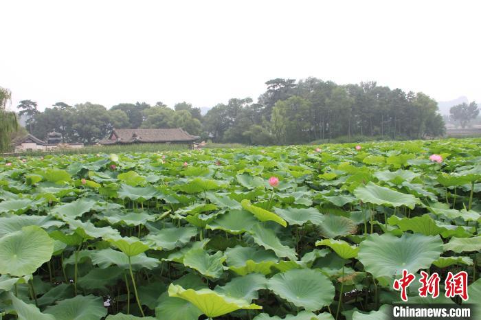 避暑山庄狮子园墙外往年旺盛的荷花(资料图) 杨燕 摄