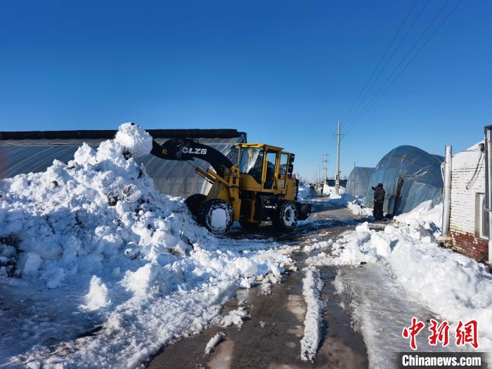 图为铲车清理棚间积雪。　吴月丽 摄