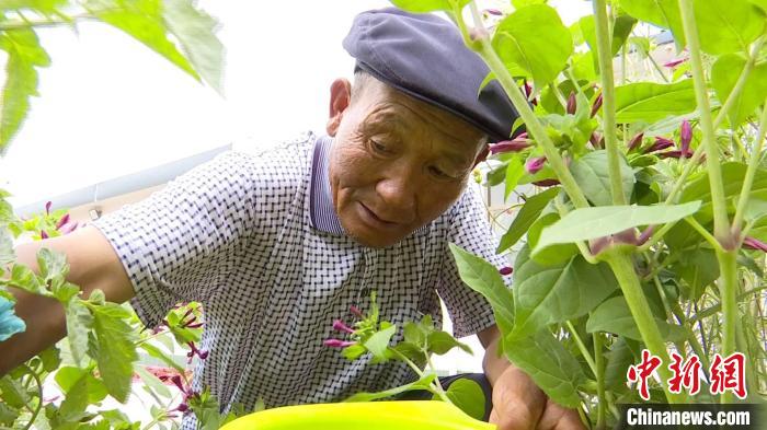 图为李应川打理温室大棚种植作物。(资料图) 武威市新闻传媒集团供图