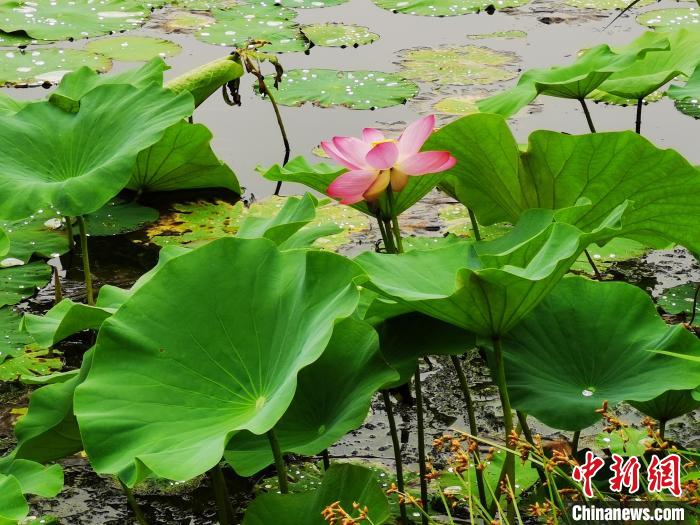 记者在避暑山庄双湖夹镜湖边拍到一朵盛开的荷花 张桂芹 摄