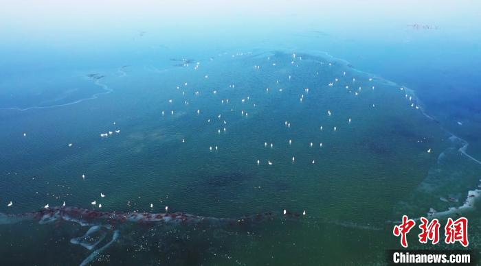 玛纳斯国家湿地公园是典型的河流湿地和库塘湿地，处于世界候鸟迁徙3号线，是世界候鸟重要栖息地、繁殖地。　瓦力斯江·乌马尔江 摄