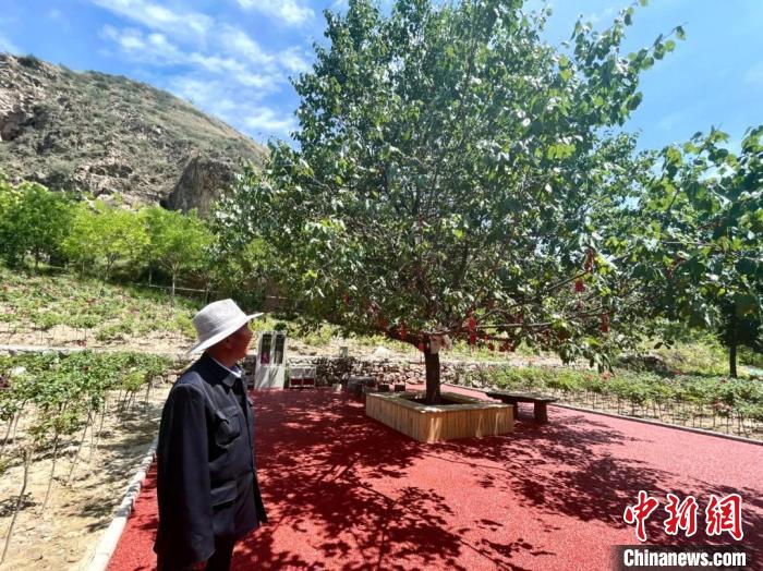 图为马进才在禹王峡南种下的第一棵山杏树。　祁绣娟 摄