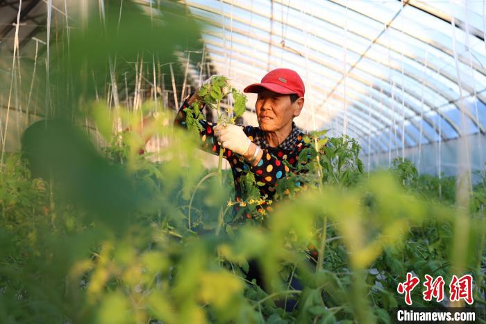 图为农业创新驿站特色品种樱桃番茄种植大棚内，农民正在对樱桃番茄进行劈叉绕秧。　贾珺 摄