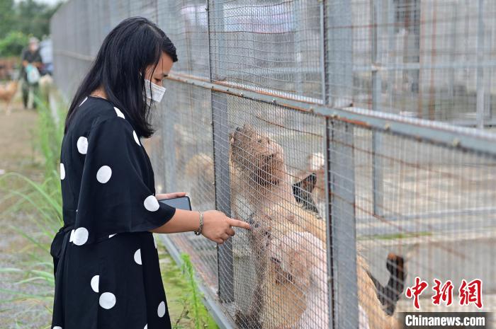 周小妮跟犬舍里的狗狗“打招呼” 刘康 摄