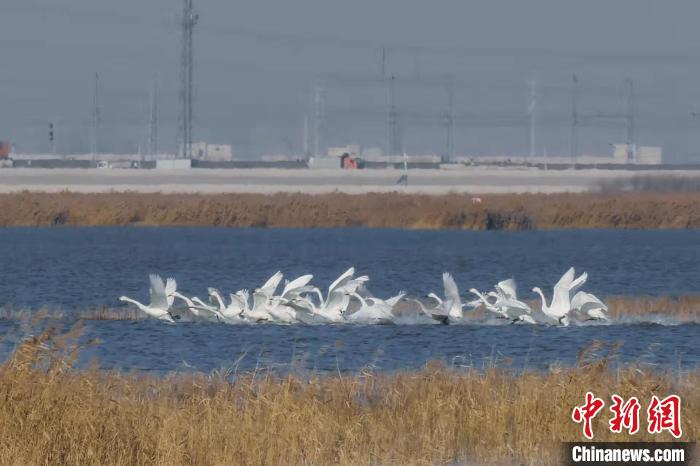 11月23日，一群天鹅在天津北大港湿地水面滑行。　中新社记者 佟郁 摄