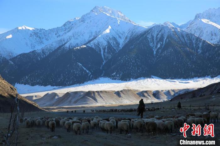 在通往天山深处的牧道上浩浩荡荡的牛羊群形成一道壮观风景线。　李文武 摄