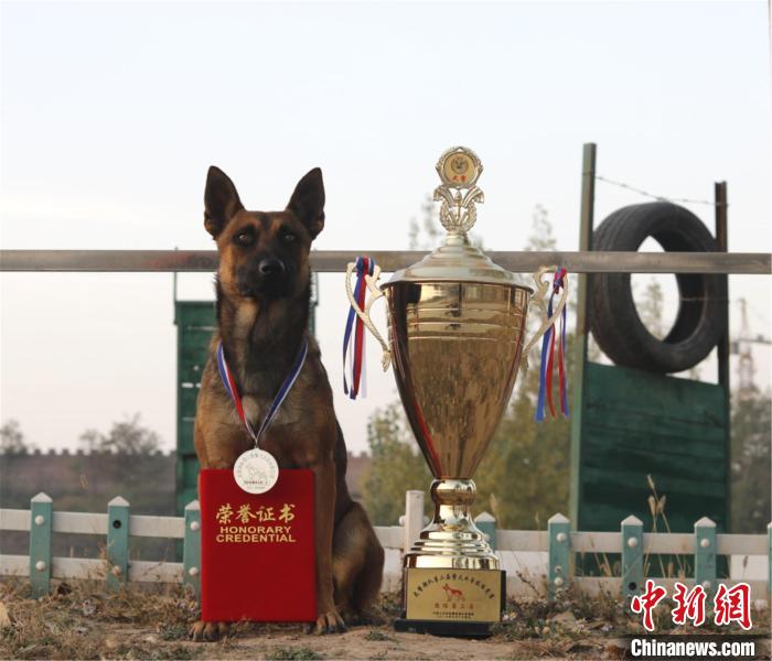 警犬班的警犬屡获荣誉。　周亚贤 摄