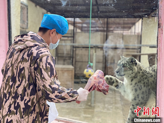 11月5日，史寿军拿着羊腿与雪豹隔着玻璃互动。 中新社记者 李江宁 摄