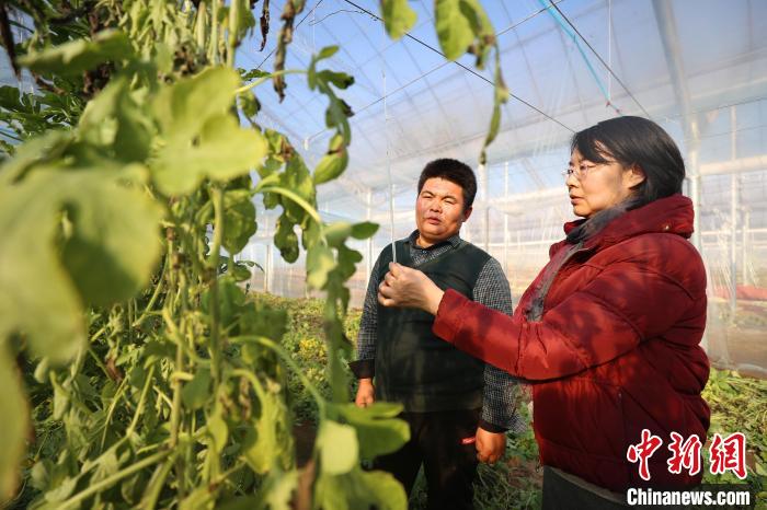 图为农业创新驿站种植大棚内，专家(右一)正在为工人进行技术指导。　贾珺 摄