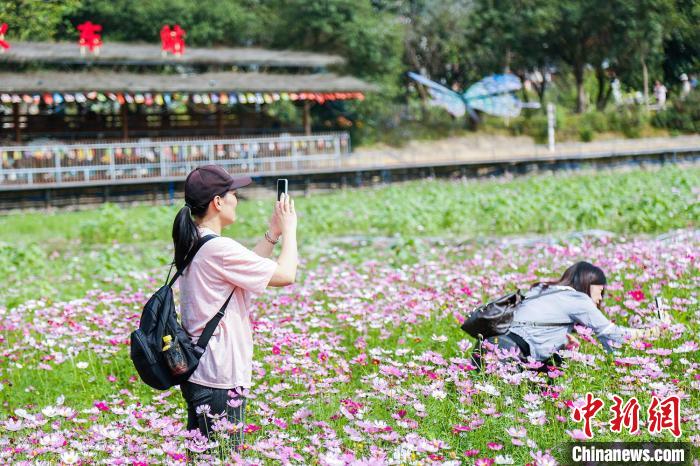 民众走林花海拍照 广东省林业局 供图