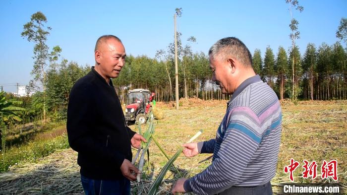 张儒华(左)和罗宝云在田中交流甘蔗叶回收利用的情况 王以照 摄