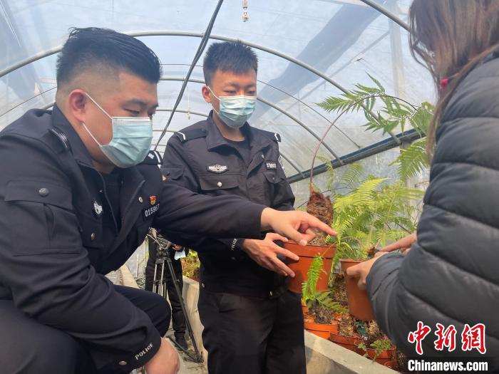 当日发布会上，警方披露上海首例危害国家重点保护植物案。　上海警方供图