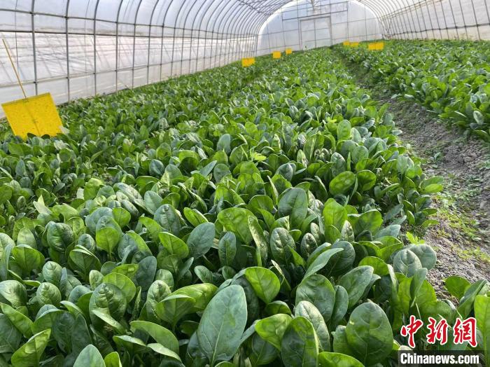 王全华研究团队先后选育‘沪菠’系列菠菜新品种8个，累计推广面积10000亩以上。　上海师范大学供图