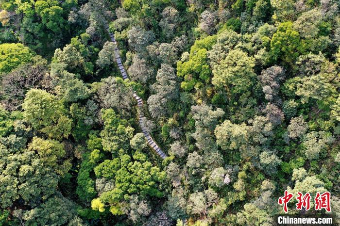 深圳梧桐山 广东省林业局 供图