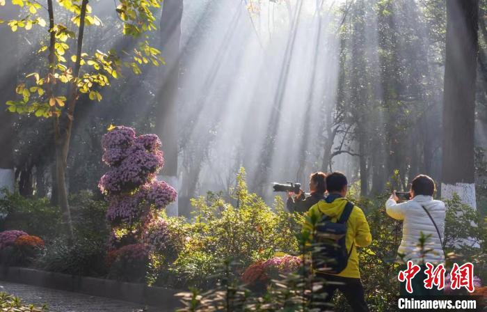 民众在杭州植物园内赏菊。　马立群 摄