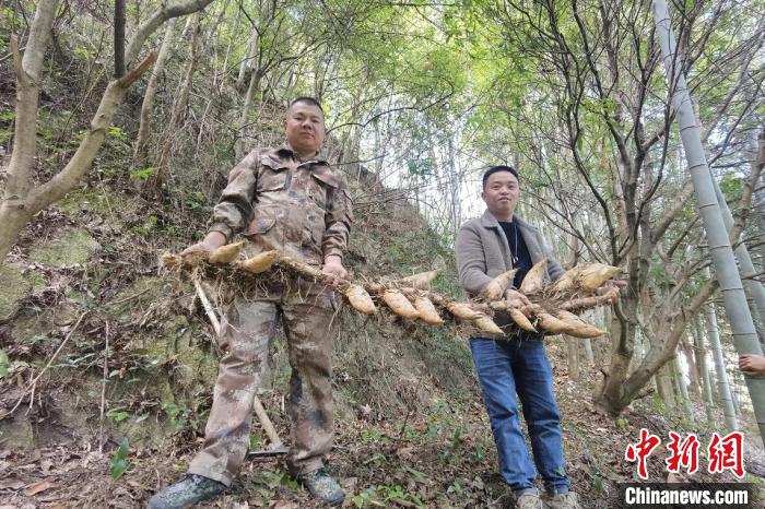 长了17颗竹笋的竹鞭 陈韶文 摄