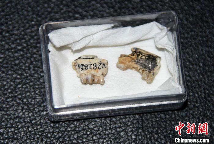 内蒙古二连盆地首次发现两件约4800万年前的豕齿兽化石，左为新种阿山头豕齿兽，右为豕齿兽未定种。　中新社记者 孙自法 摄