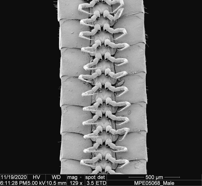 一只雄性Eumillipes persephone腹侧腿部照片。　施普林格·自然 供图