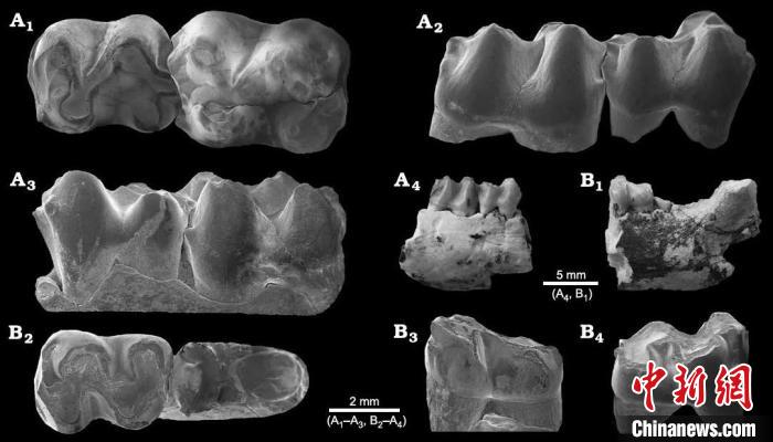 A.阿山头豕齿兽右下颌具m1-2；B.豕齿兽未定种左下颌具m2。　中科院古脊椎所 供图
