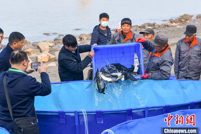 12月10日，安徽省芜湖市，市民代表将捐赠的长江鱼苗放归长江。 中新社发 陈剑 摄