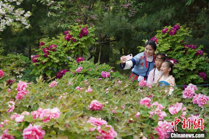 图为洛阳牡丹花竞相绽放，游客置身花海赏花。　阚力 摄