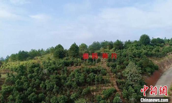 位于广东梅州平远县的梅片树种植基地 广东省林业局 供图