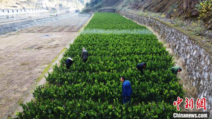 村民在位于咸水村的柑橘育苗基地务工 董晓斌 摄