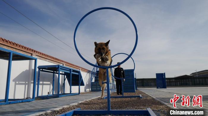 图为警犬正在训练中。　警犬基地供图