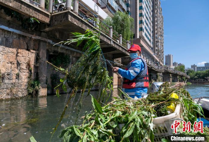 图为李春伟在清理盘龙江河道里的水草。　云南京环盘宸公司供图