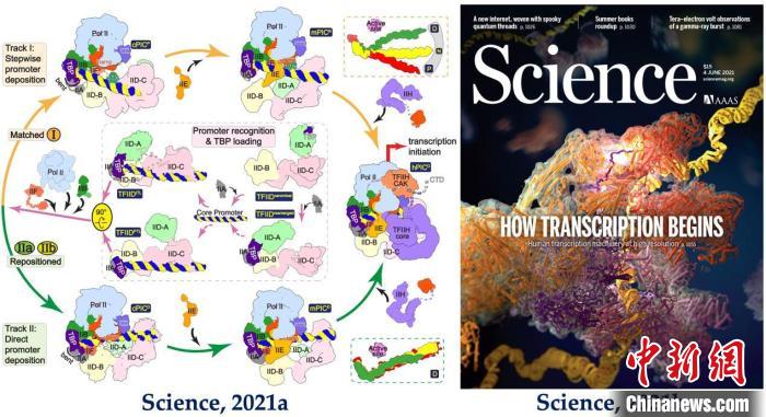 进展四：转录起始复合物识别启动子(左图)及转录激活(右图)的分子机制。　中国科协生命科学学会联合体 供图