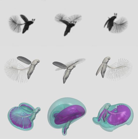 飞行中的Paratuposa placentis(上)、翅膀运动3D重建(中)和气流的可视化(下)。　施普林格·自然 供图