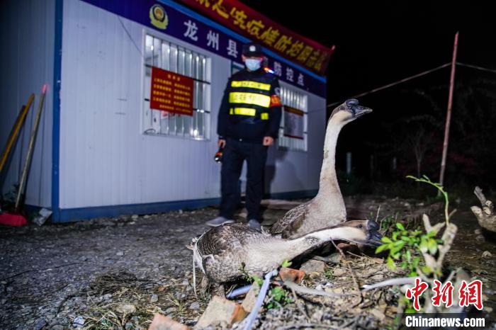 在崇左市龙州县洞桂村那贯防疫卡点，两只鹅参与疫情防控。　陈冠言 摄