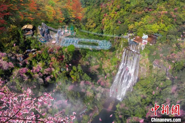 青山绿水红花环绕的古龙峡玻璃桥 柳青 摄