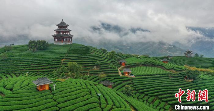 图为航拍布央村仙人山茶园。　龚普康 摄