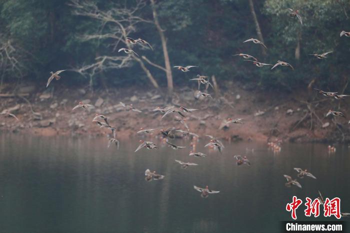 海曙四明山区域发现的野生鸳鸯。　裘保莉供图