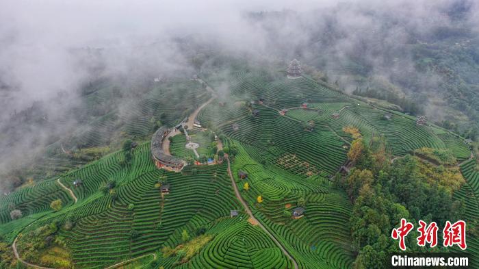 图为航拍布央村仙人山茶园。　龚普康 摄