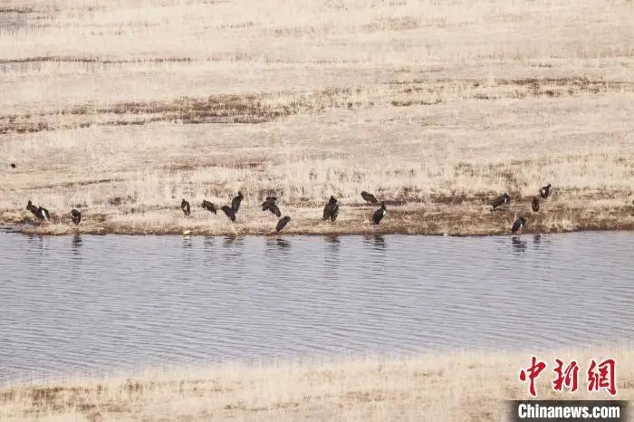 黑鹳群在南门峡水库边栖息停留。南门峡湿地公园供图