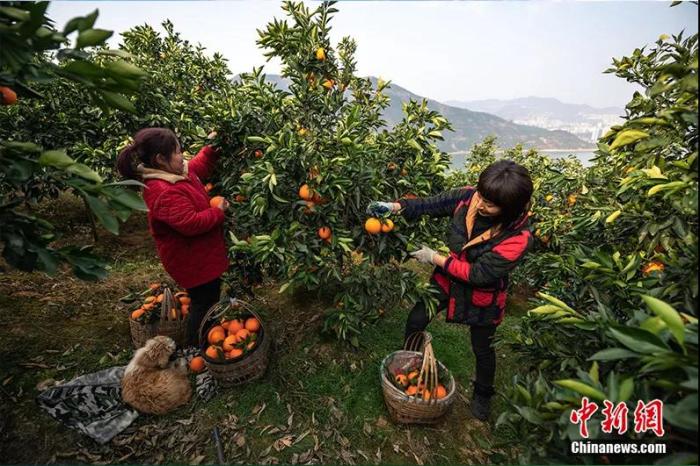 图为大坝村脐橙丰收。王传贵摄 