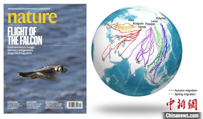 进展八：《自然》杂志封面及北极游隼迁徙路线。　中国科协生命科学学会联合体 供图