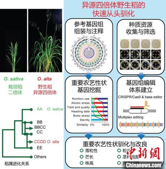 进展六：异源四倍体野生稻快速从头驯化路径模式图。　中国科协生命科学学会联合体 供图