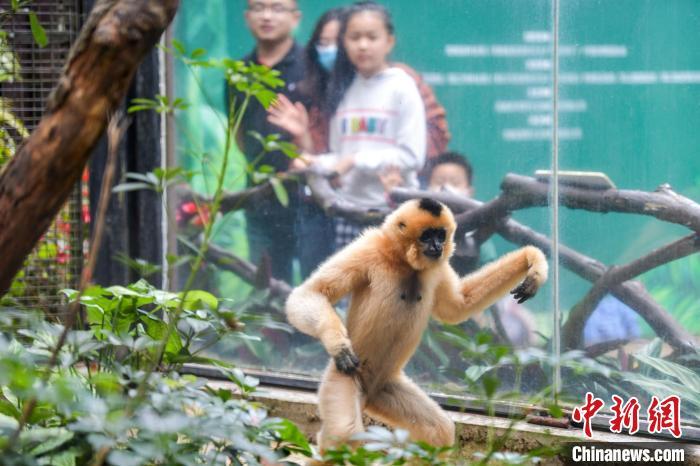 来自杭州动物园的白颊长臂猿“命大”。　骆云飞 摄