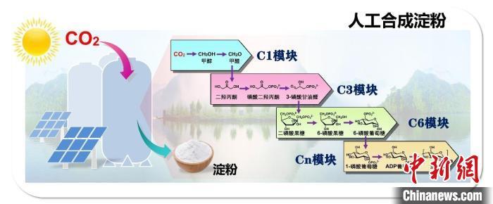 进展一：人工合成淀粉示意图。　中国科协生命科学学会联合体 供图