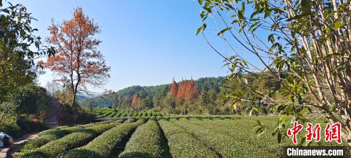 武夷山燕子窠茶园(资料图片)(12月摄)