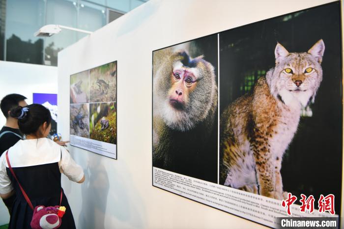 资料图：在昆明举行有关生物多样性的摄影展。　刘冉阳 摄