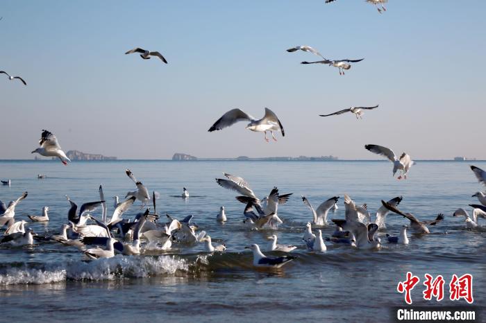 图为烟台海滨风景。(资料图) 王娇妮 摄