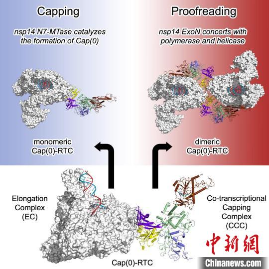 进展三：新冠病毒转录复制复合体的mRNA加帽状态与复制校正状态。　中国科协生命科学学会联合体 供图