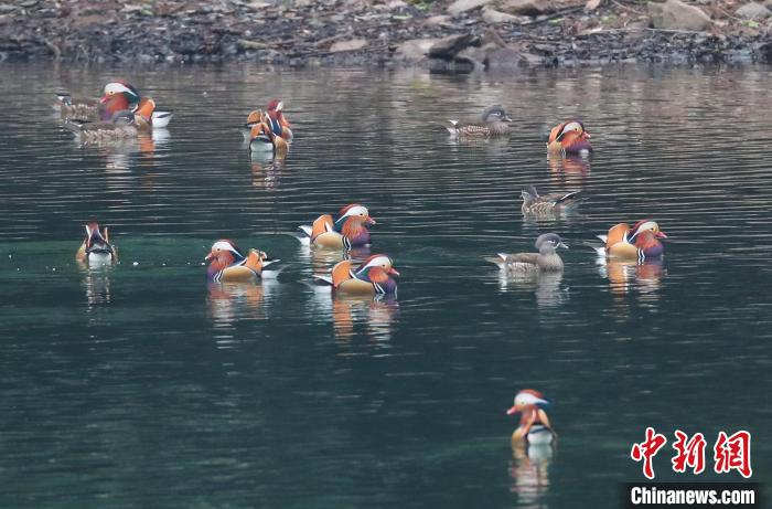 海曙四明山区域发现的野生鸳鸯。　裘保莉供图